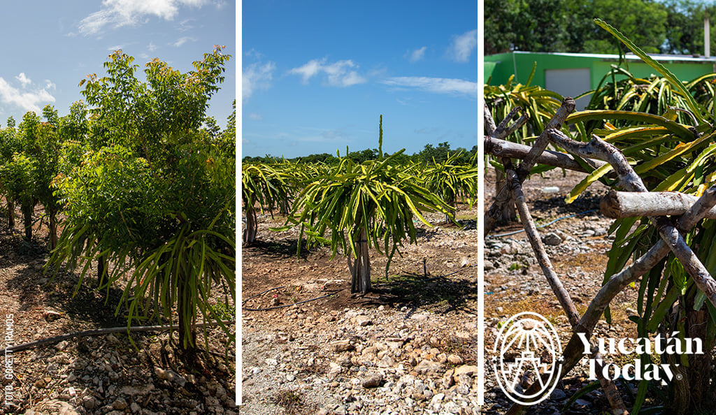Pitahaya-cultivo-Yucatan-1-by-Goretty-Ramos
