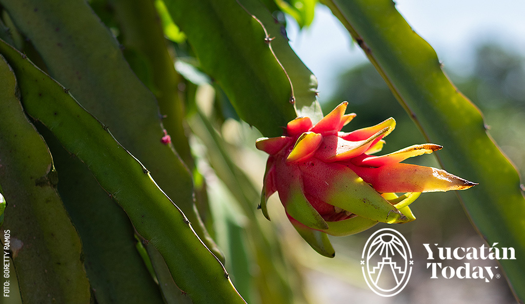 Pitahaya-cultivo-Yucatan-2-by-Goretty-Ramos