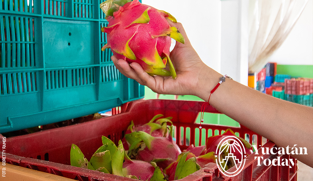 Pitahaya-cultivo-Yucatan-3-by-Goretty-Ramos