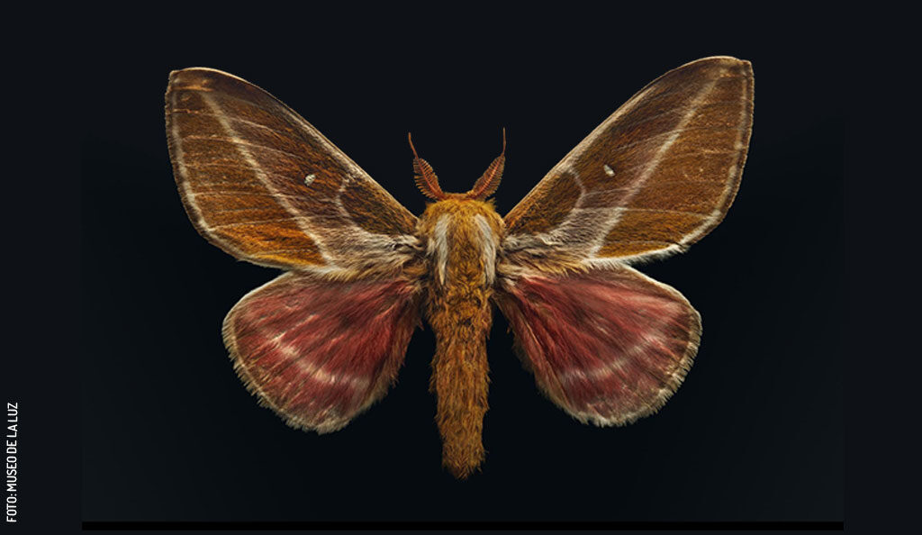 Polilla-raspa-por-Levon-Biss-para-Museo-de-la-Luz
