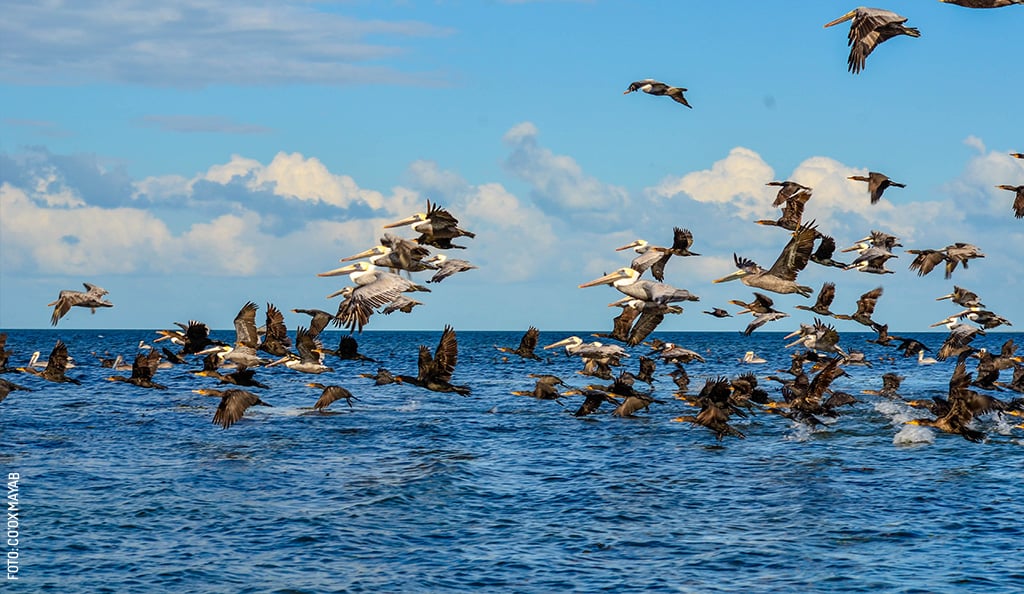 San-Felipe-aves-pelicanos-patos-naturaleza-by-Coox-Mayab