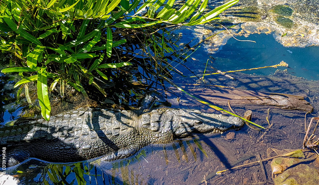 San-Felipe-cocodrilo-fauna-naturaleza-by-Coox-Mayab