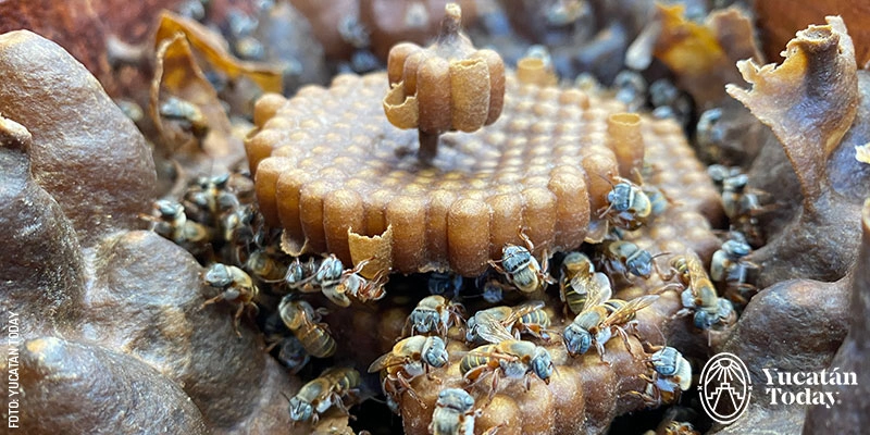 Mani-Meliponario-Lool-Ha-abejas-meliponas-by-Yucatan-Today